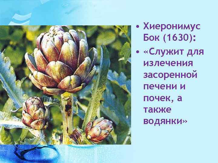  • Хиеронимус Бок (1630): • «Служит для излечения засоренной печени и почек, а