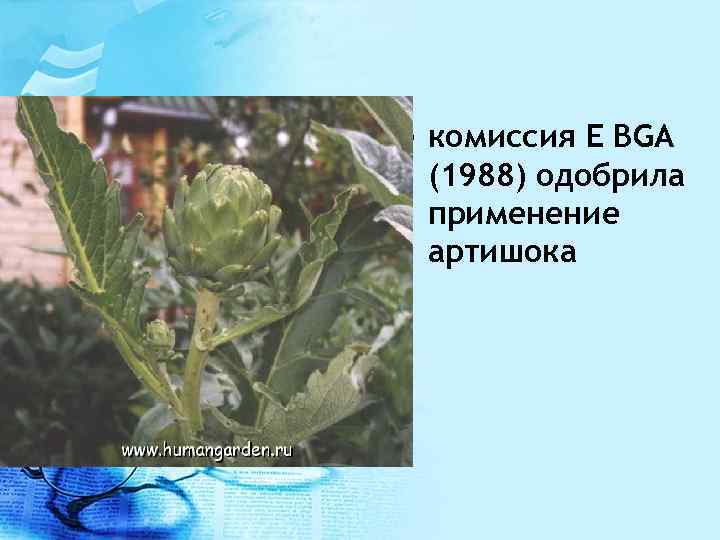  • комиссия E BGA (1988) одобрила применение артишока 