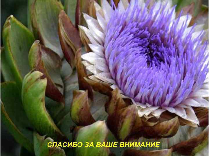 СПАСИБО ЗА ВАШЕ ВНИМАНИЕ 