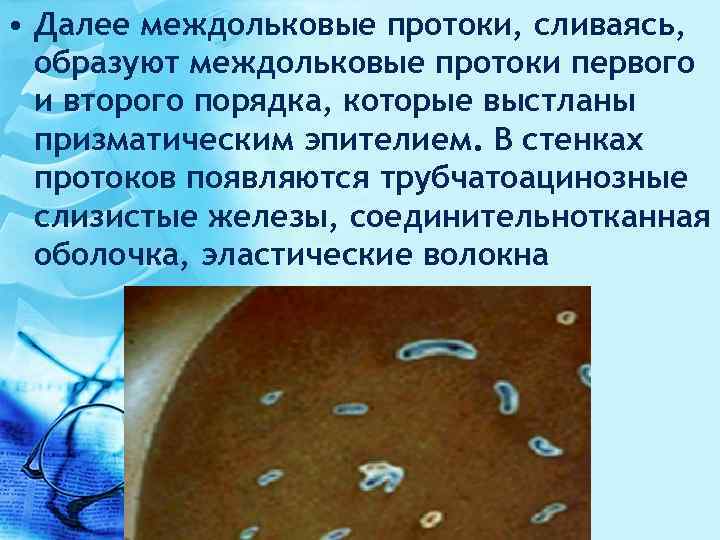  • Далее междольковые протоки, сливаясь, образуют междольковые протоки первого и второго порядка, которые