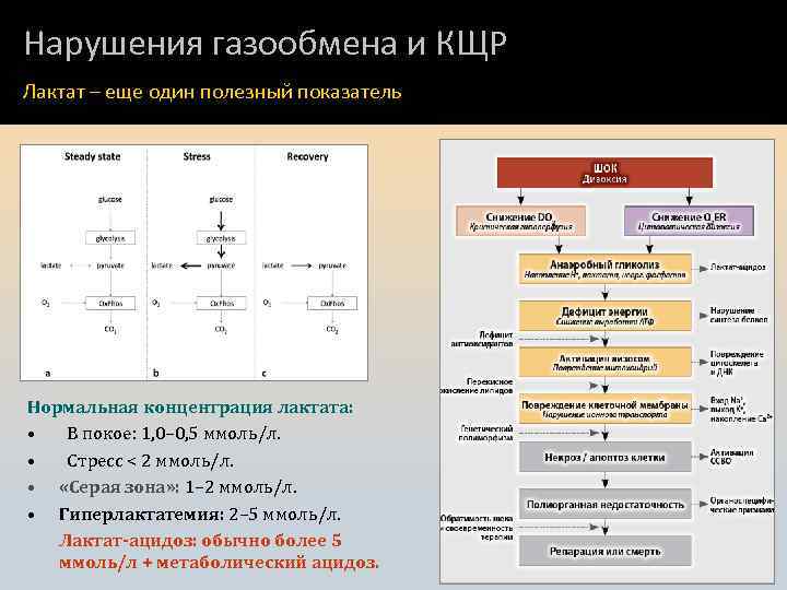 Нарушения газообмена и КЩР Лактат – еще один полезный показатель Нормальная концентрация лактата: •