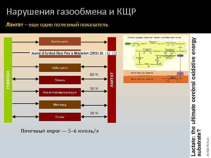 Нарушения газообмена и КЩР Лактат – еще один полезный показатель Эритроциты Астроциты 60 %