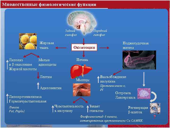 Множественные физиологические функции Задний гипофиз Жировая ткань Передний гипофиз Поджелудочная железа Окситоцин Липолиз Малые