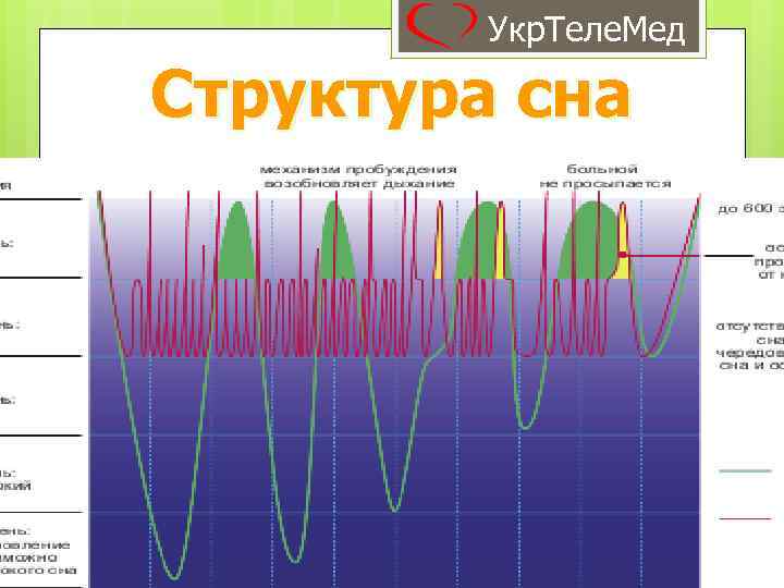 Укр. Теле. Мед Структура сна 