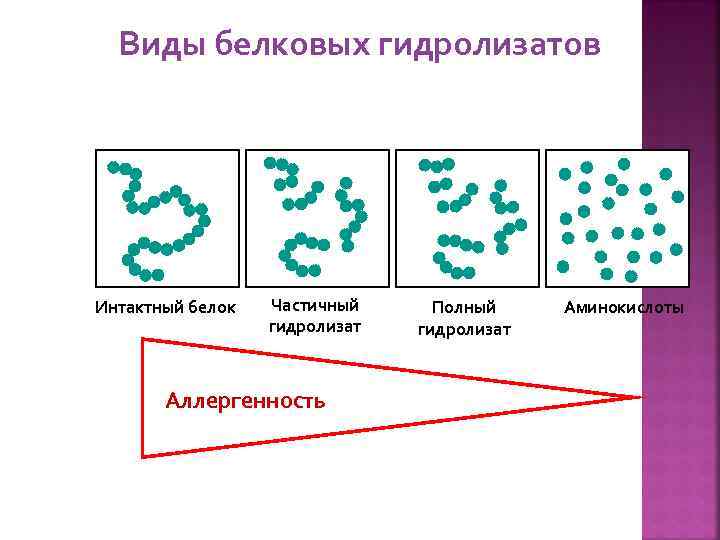 Виды белковых гидролизатов Интактный белок Частичный гидролизат Аллергенность Полный гидролизат Аминокислоты 