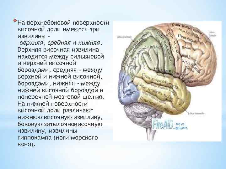 Височной извилины. Борозды височной доли. Извилины височной доли мозга. Язычная извилина височной доли.