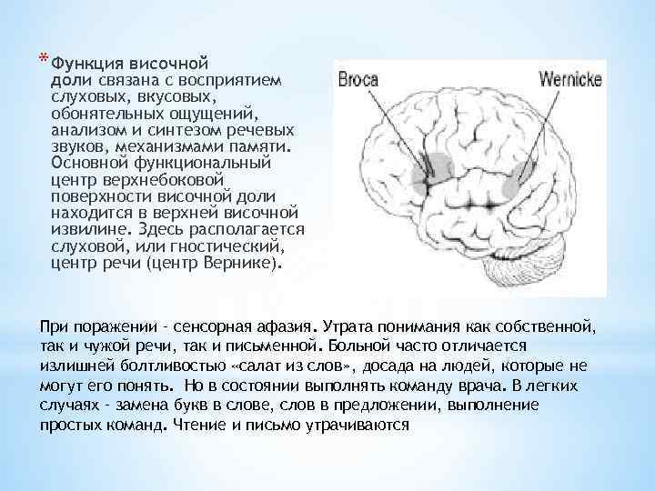 * Функция височной доли связана с восприятием слуховых, вкусовых, обонятельных ощущений, анализом и синтезом