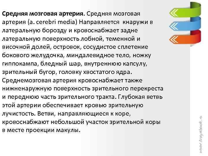 Средняя мозговая артерия (a. cerebri media) Направляется кнаружи в латеральную борозду и кровоснабжает задне