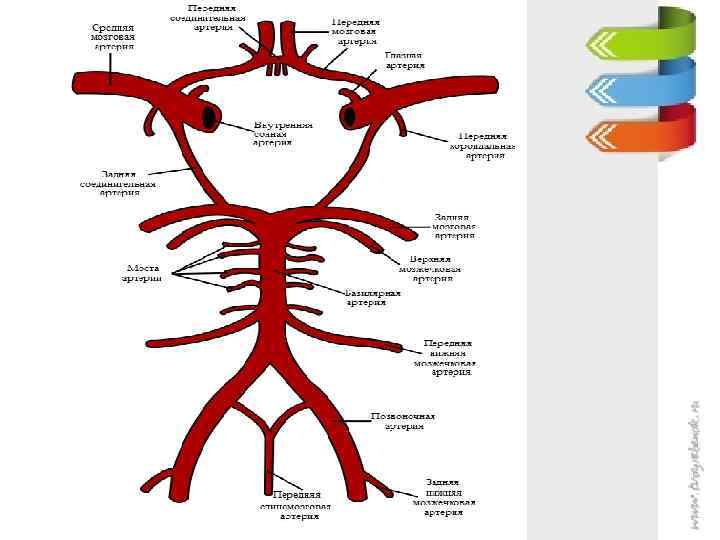 Круги кровообращения головного мозга. Кровоснабжение головного мозга мед универ. Артерии головного мозга мед универ. Артерии мозга мед универ. Мед универ головной мозг.