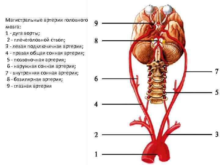 Магистральные артерии головного мозга: 1 - дуга аорты; 2 - плечеголовной ствол; 3 -