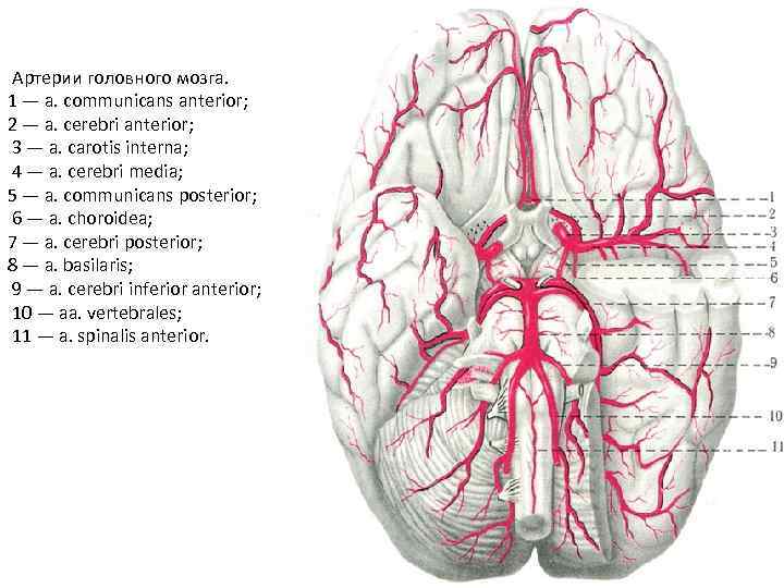 Артерии мозга. Артерия кровоснабжающая головной мозг. Внутренняя Сонная артерия анатомия. Arteria basilaris анатомия.