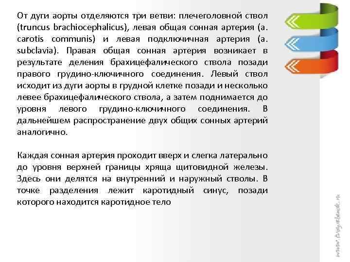 От дуги аорты отделяются три ветви: плечеголовной ствол (truncus brachiocephalicus), левая общая сонная артерия