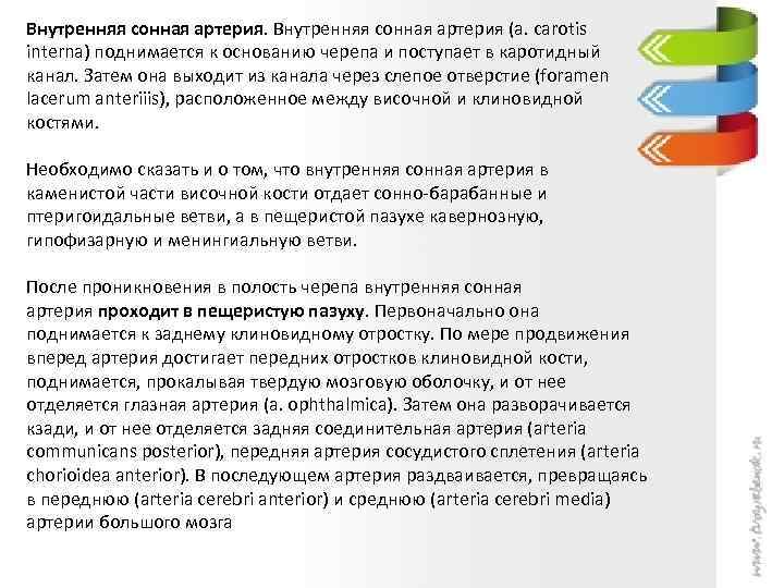 Внутренняя сонная артерия (a. carotis interna) поднимается к основанию черепа и поступает в каротидный
