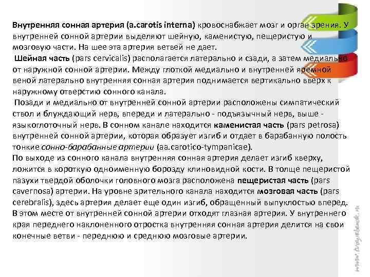 Внутренняя сонная артерия (a. carotis interna) кровоснабжает мозг и орган зрения. У внутренней сонной