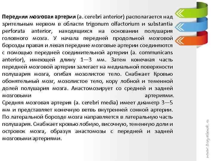 Передняя мозговая артерия (a. cerebri anterior) располагается над зрительным нервом в области trigonum olfactorium