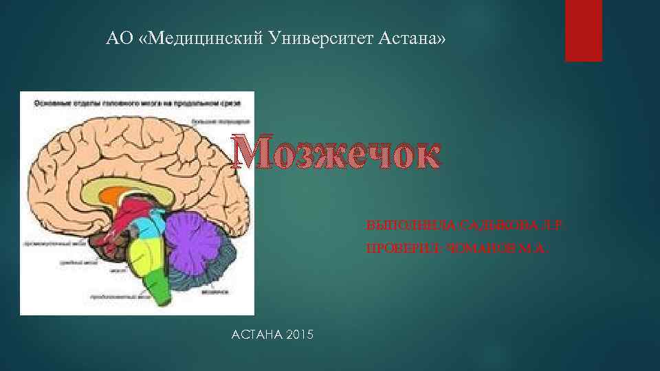 АО «Медицинский Университет Астана» Мозжечок ВЫПОЛНИЛА: САДЫКОВА Л. Р. ПРОВЕРИЛ: ЧОМАНОВ М. А. АСТАНА
