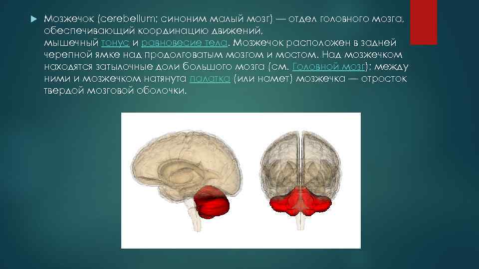 Координирует движения отдел мозга. Намет мозжечка анатомия. Над наметом мозжечка. Задняя черепная ямка мозжечок. Мозжечковый намет.