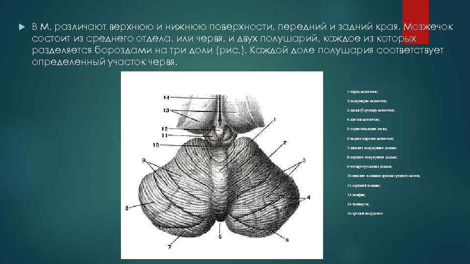  В М. различают верхнюю и нижнюю поверхности, передний и задний края. Мозжечок состоит