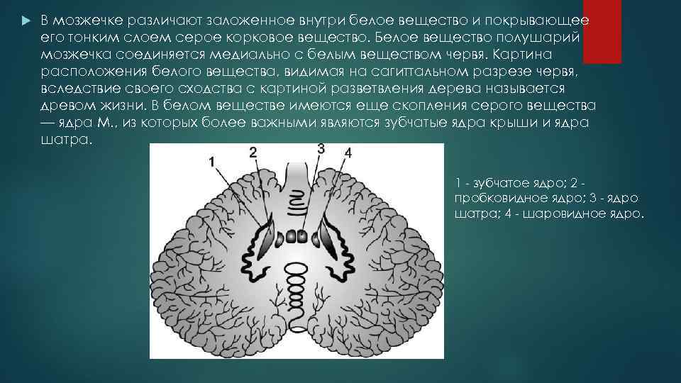 Мозжечок особенности строения