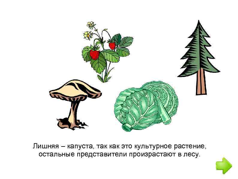 Лишняя – капуста, так как это культурное растение, остальные представители произрастают в лесу. 