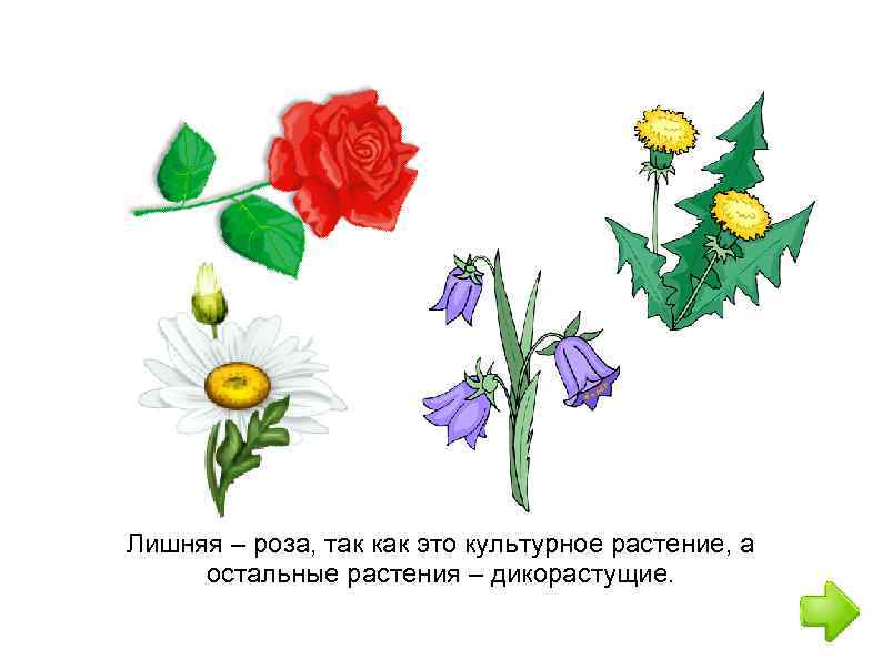 Лишняя – роза, так как это культурное растение, а остальные растения – дикорастущие. 