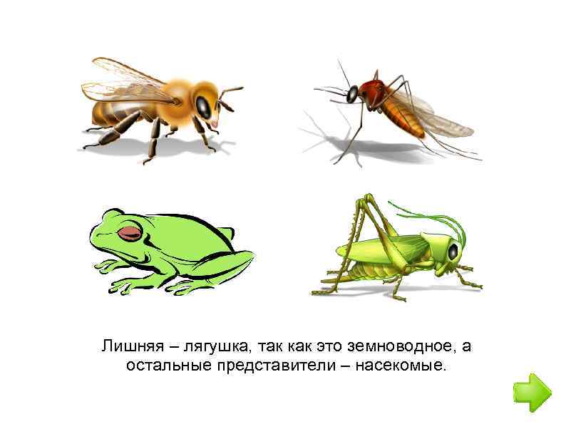 Лишняя – лягушка, так как это земноводное, а остальные представители – насекомые. 