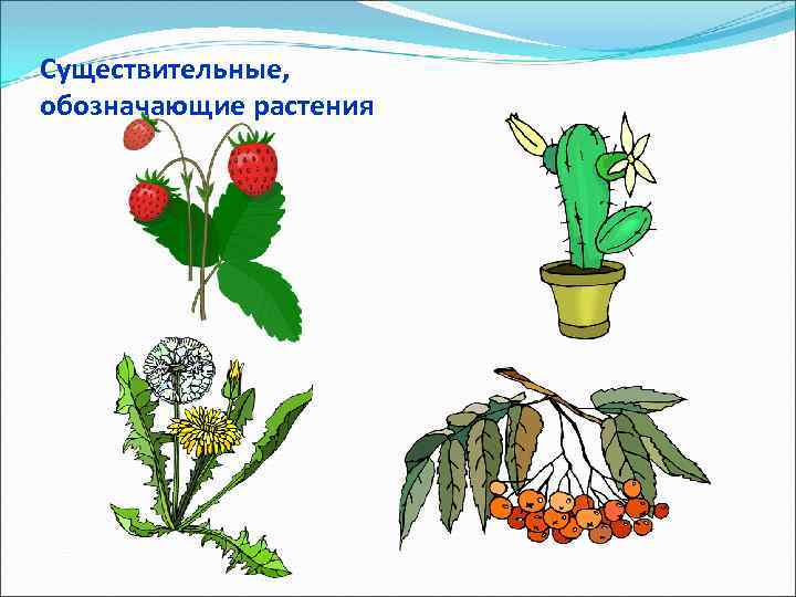 Существительные, обозначающие растения 