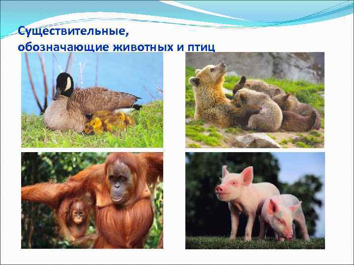 Существительные, обозначающие животных и птиц 