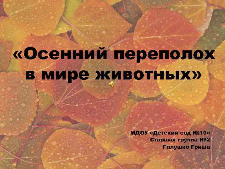  «Осенний переполох в мире животных» МДОУ «Детский сад № 10» Старшая группа №