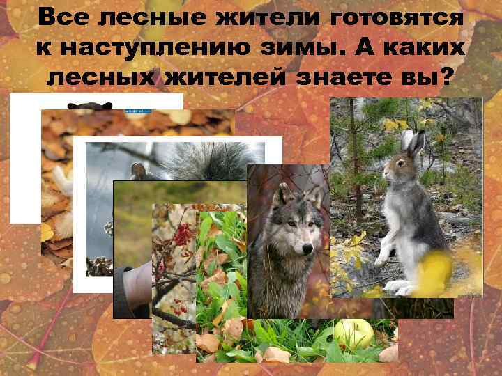 Все лесные жители готовятся к наступлению зимы. А каких лесных жителей знаете вы? 