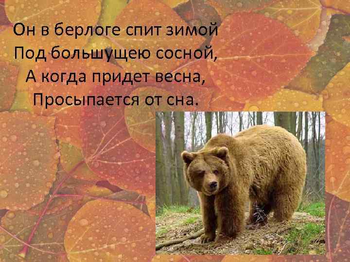 Он в берлоге спит зимой Под большущею сосной, А когда придет весна, Просыпается от