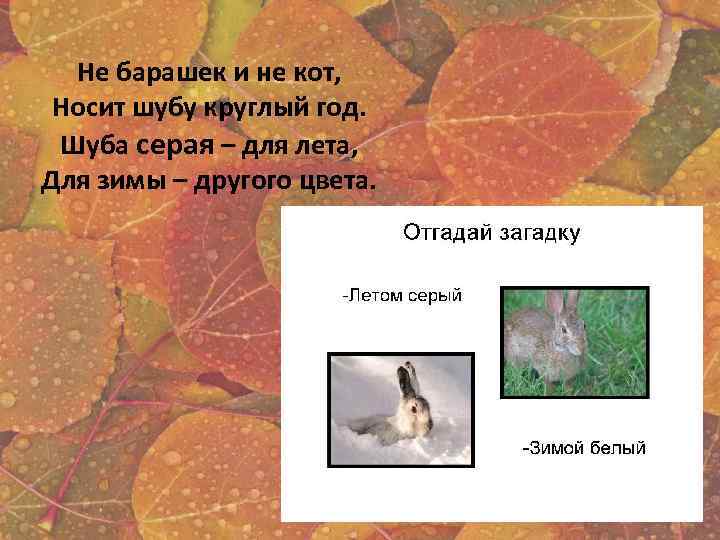 Не барашек и не кот, Носит шубу круглый год. Шуба серая – для лета,