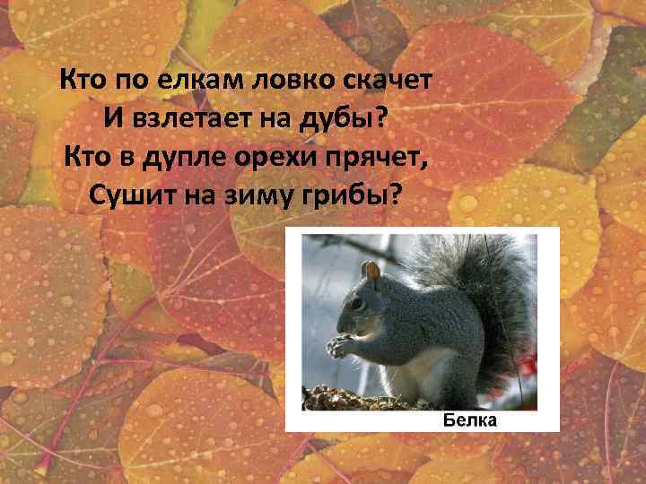 Кто по елкам ловко скачет И взлетает на дубы? Кто в дупле орехи прячет,