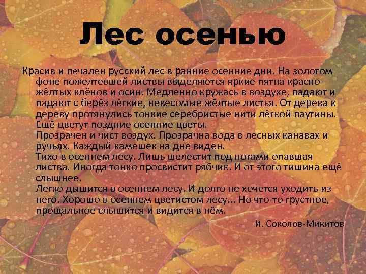 Лес осенью Красив и печален русский лес в ранние осенние дни. На золотом фоне
