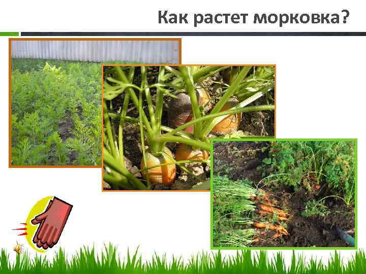 Как растет морковка? 