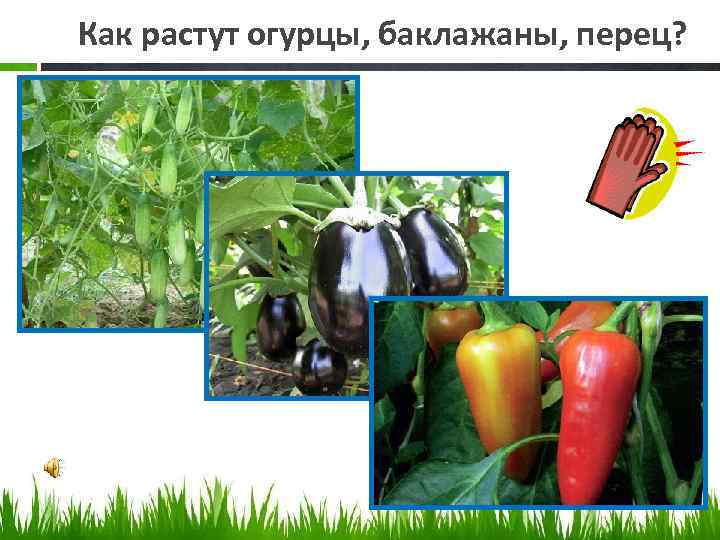 Как растут огурцы, баклажаны, перец? 