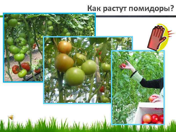 Как растут помидоры? 