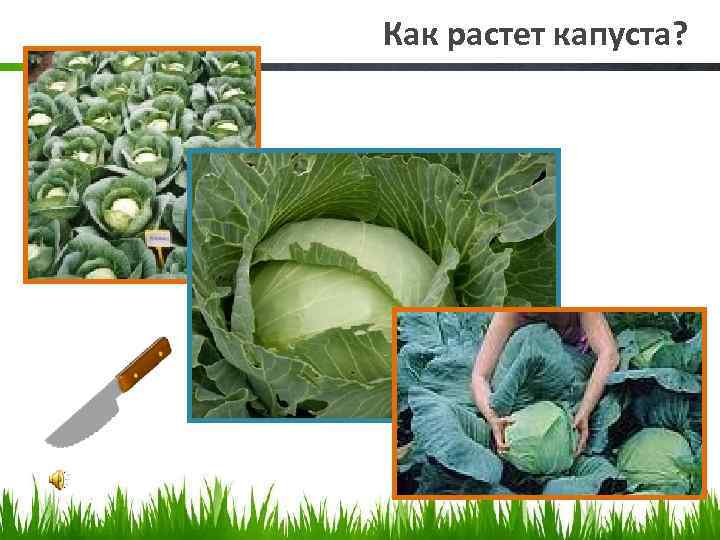 Как растет капуста? 