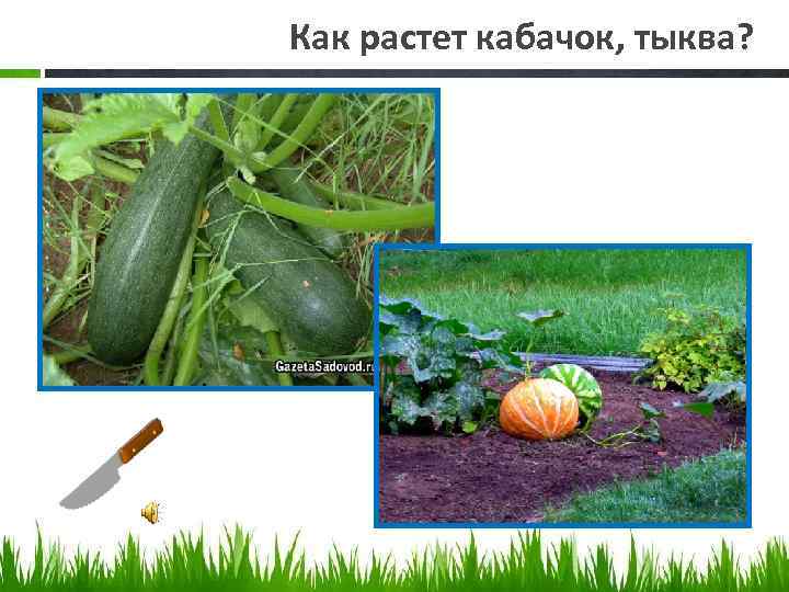 Как растет кабачок, тыква? 