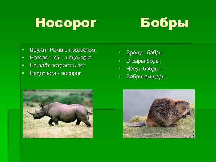 Носорог § § Дружит Рома с носорогом. Носорог тот – недотрога. Не даёт потрогать