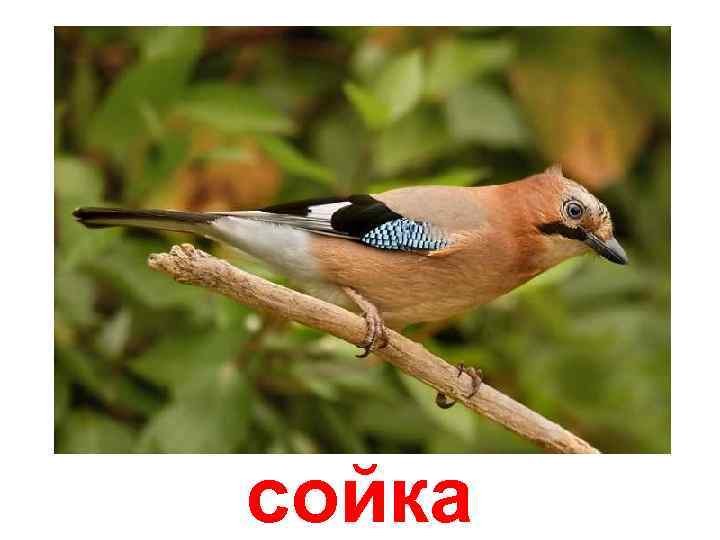 сойка 