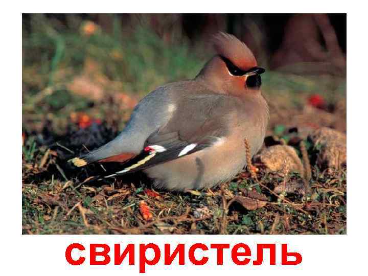 свиристель 