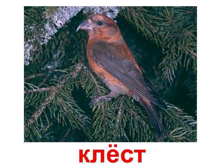 клёст 