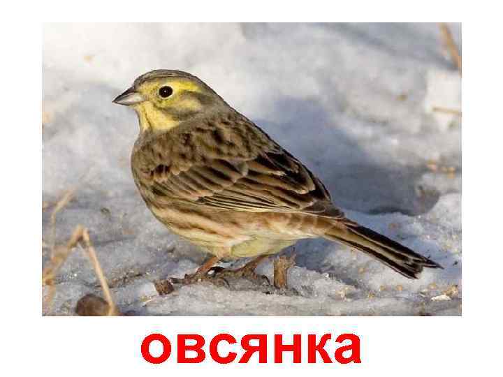 овсянка 