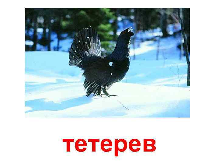 тетерев 