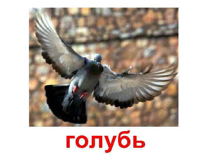 голубь 