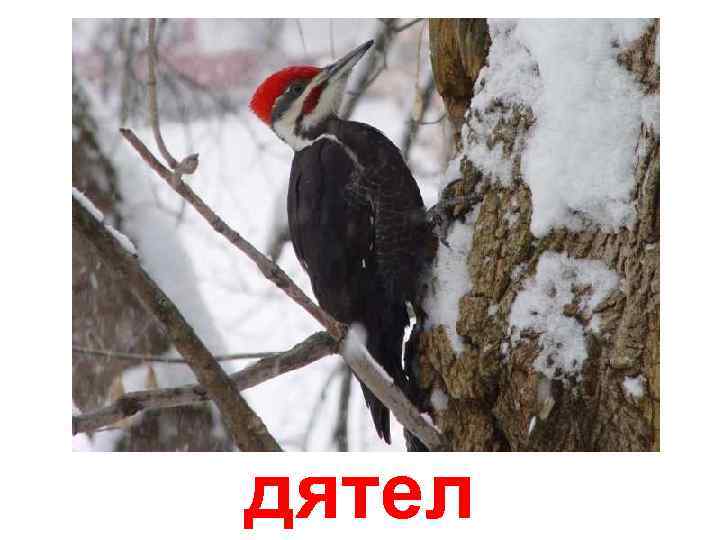 дятел 