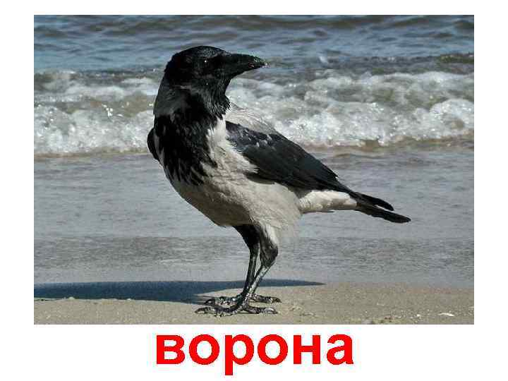 ворона 