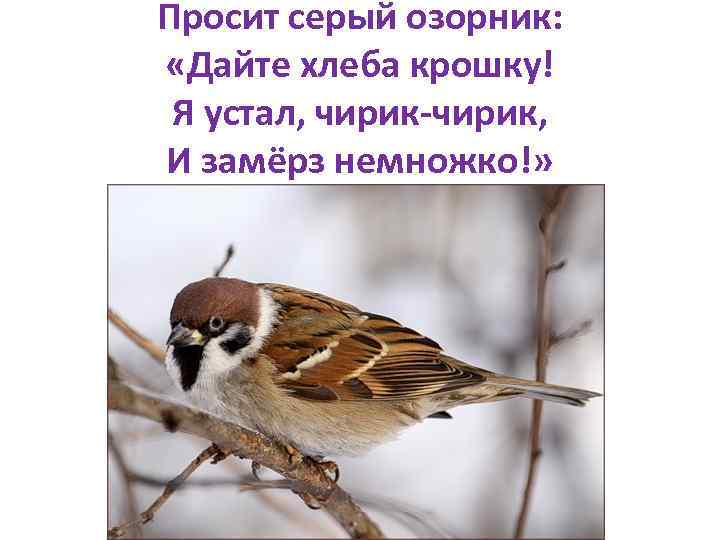 Просит серый озорник: «Дайте хлеба крошку! Я устал, чирик-чирик, И замёрз немножко!» 