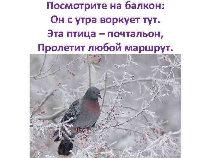 Посмотрите на балкон: Он с утра воркует тут. Эта птица – почтальон, Пролетит любой